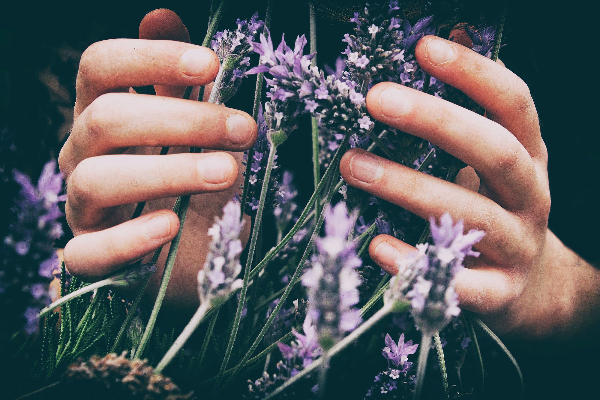 lavender essential oils